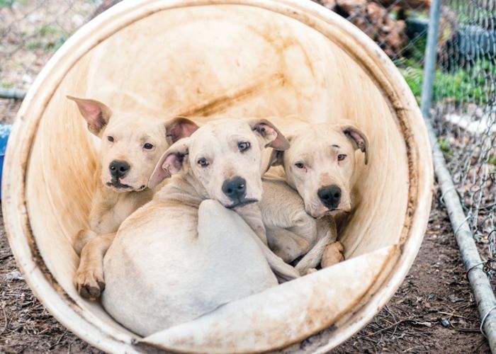 three dogs in a barrel