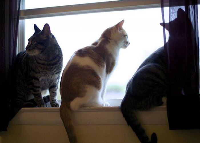 3 cats looking out a window