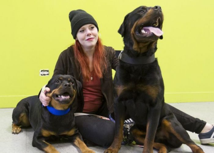 a woman sits with two rotweiler type dogs